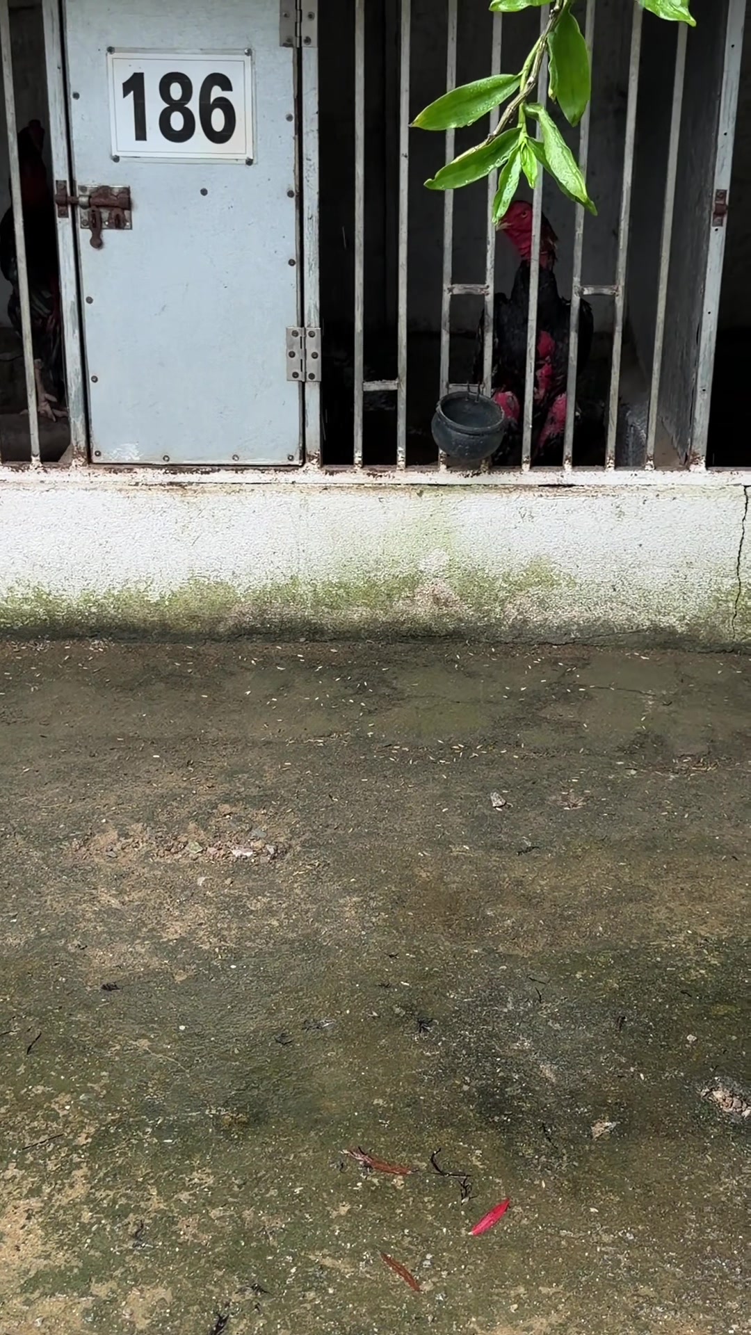 @Quốc kh&aacute;nh