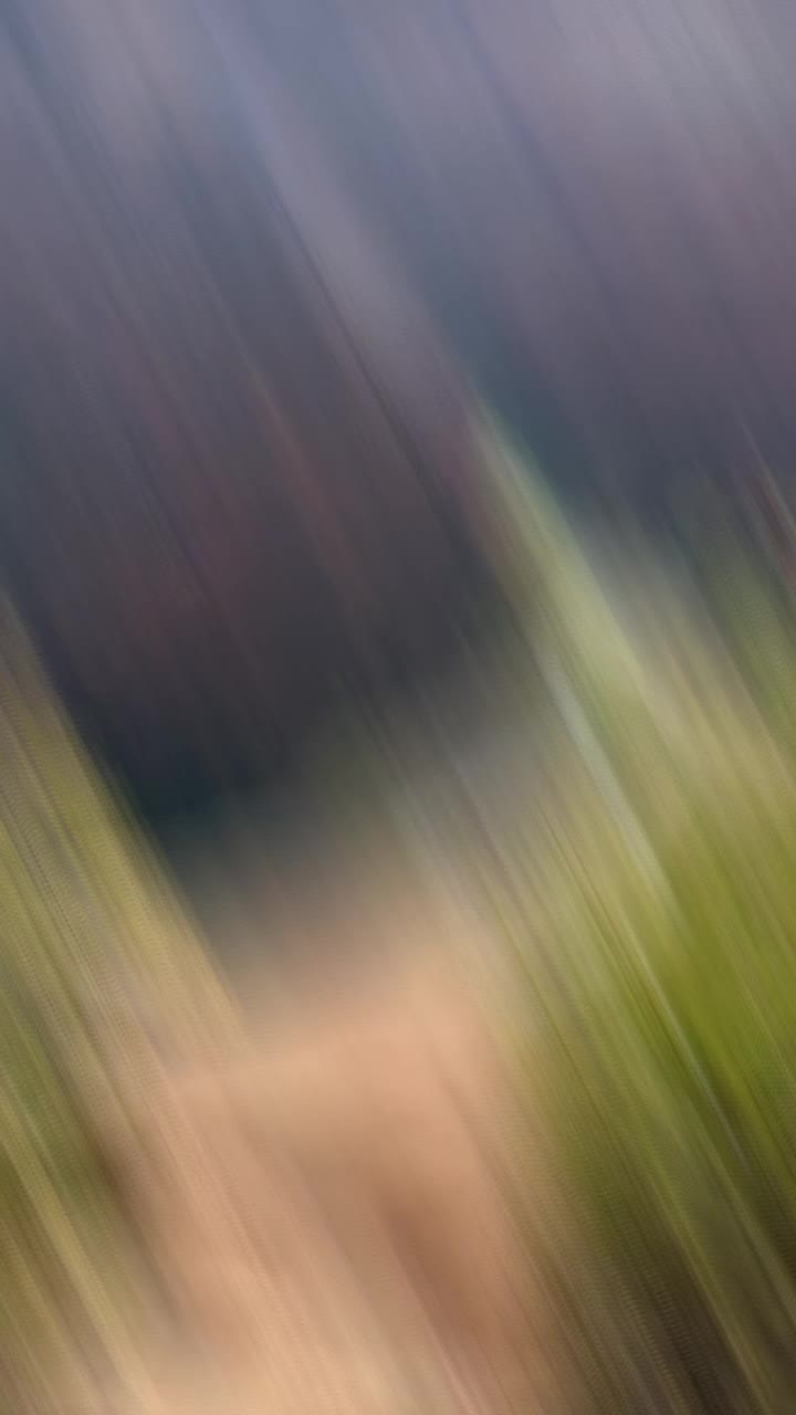 @HauntedRaccoon13👻🦝