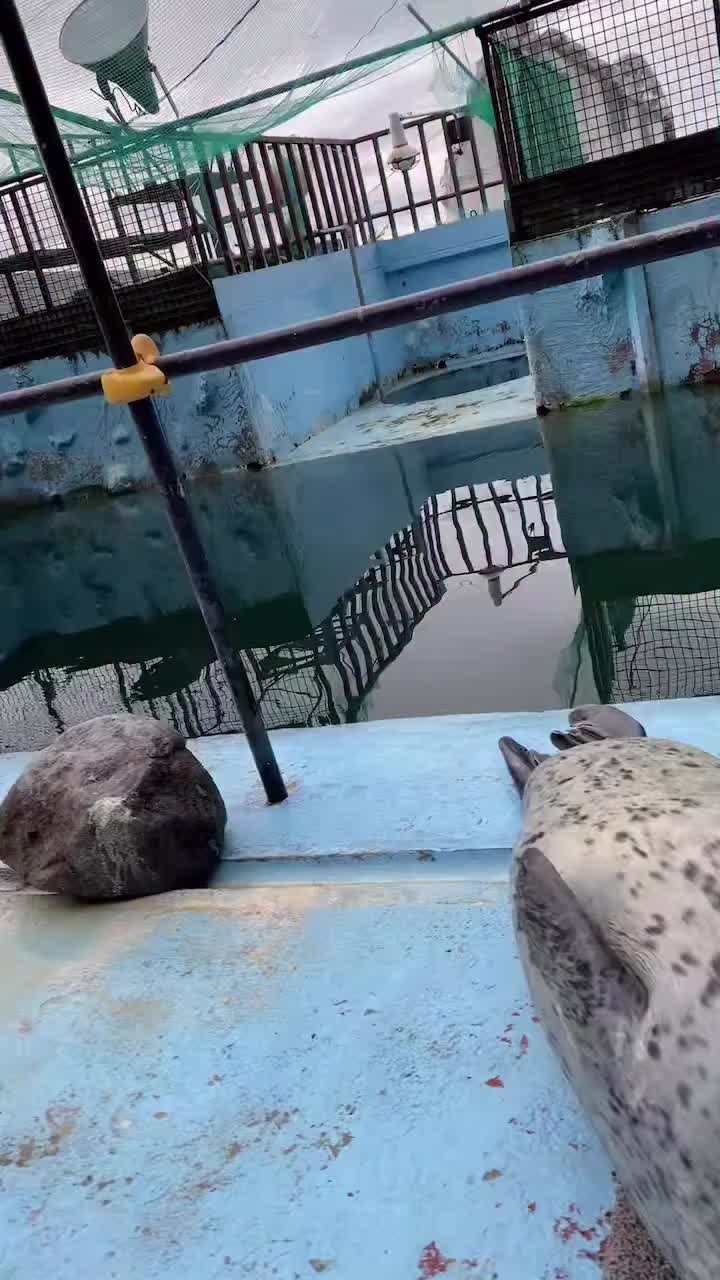 @🦭🦭