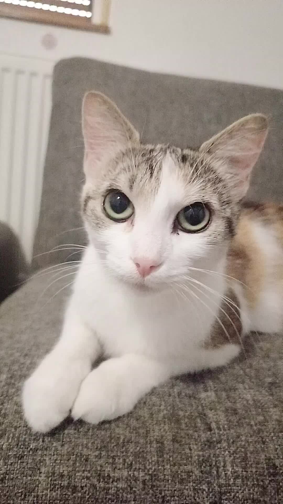 @MicroCat🐈⬛Kaya🐈⬛🩷💎