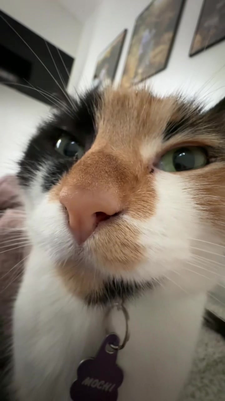 @Biggy smalls🐈⬛