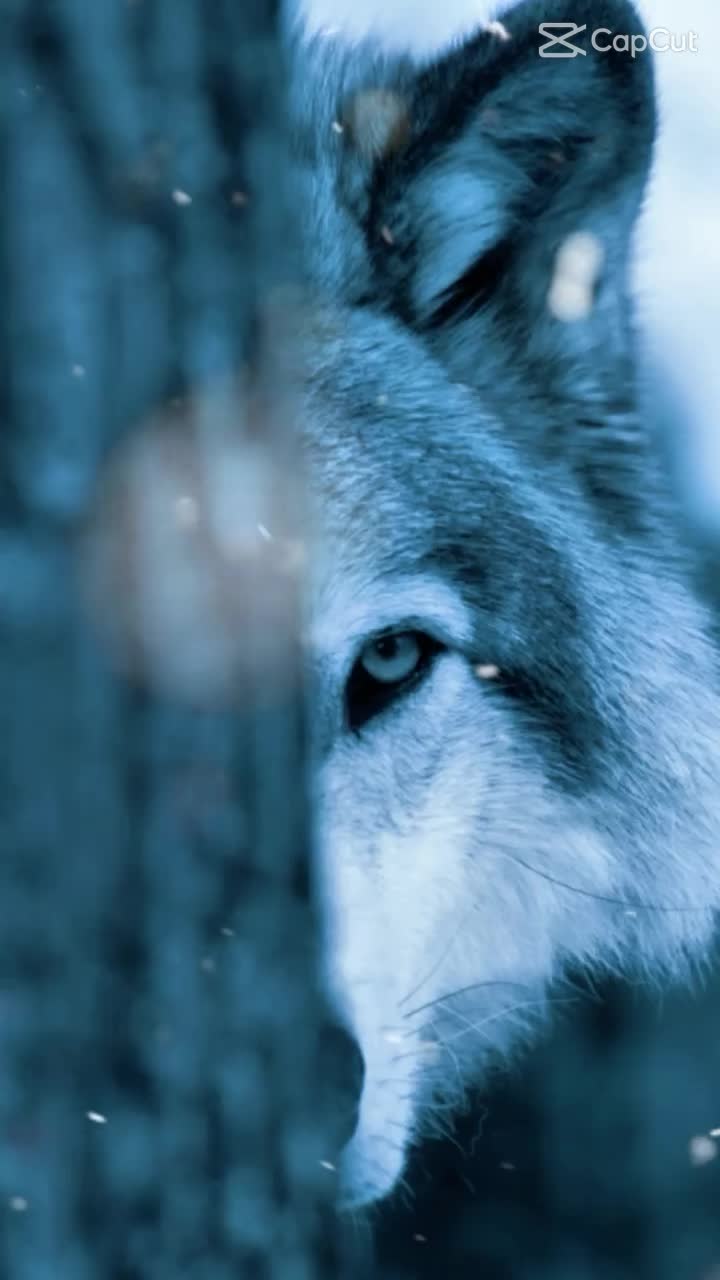 @💜WOLFOREVER 🐺☮️