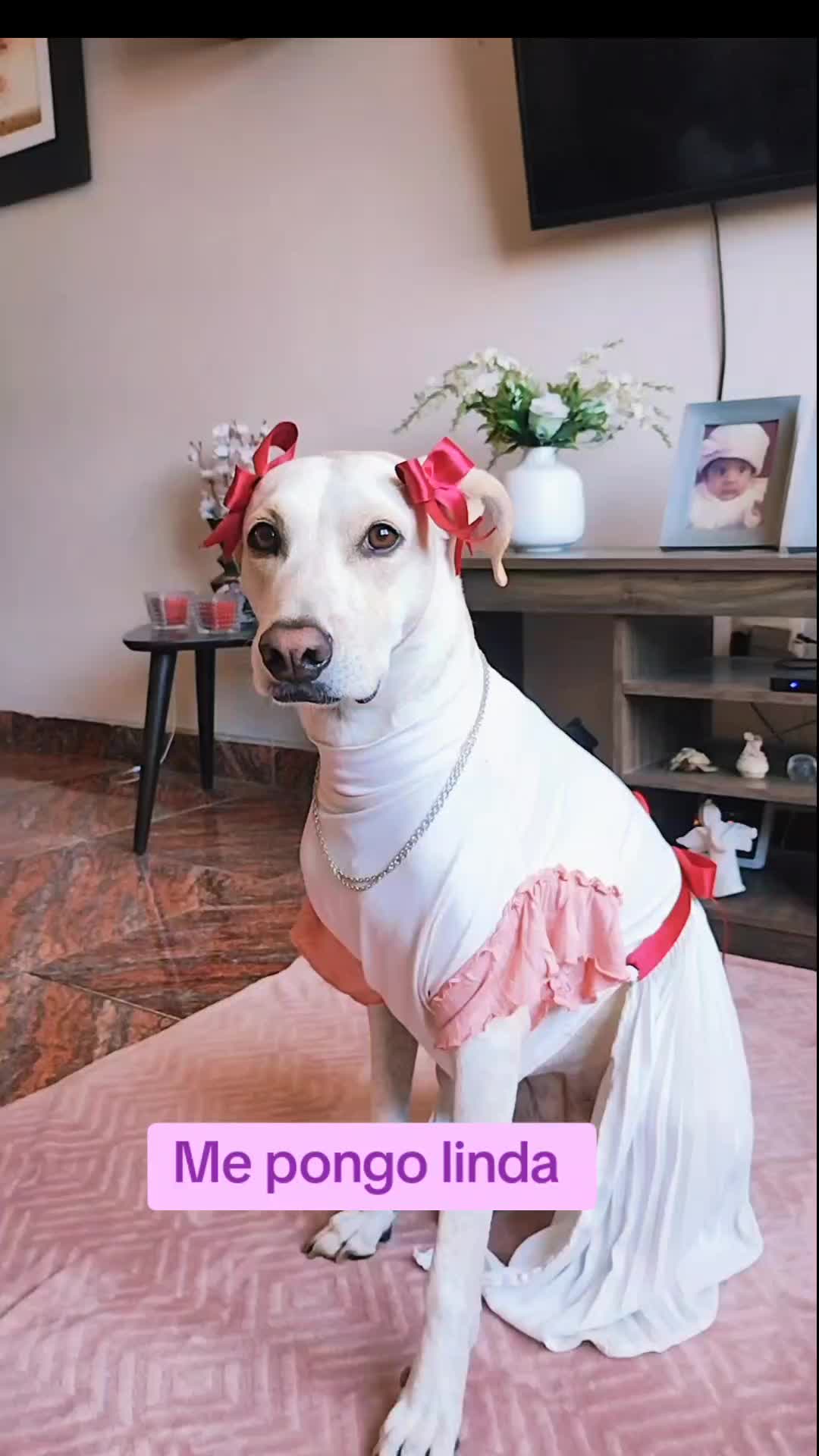 @winnie ❤🦮