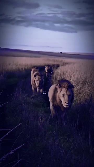 @Guzzicar🦁
