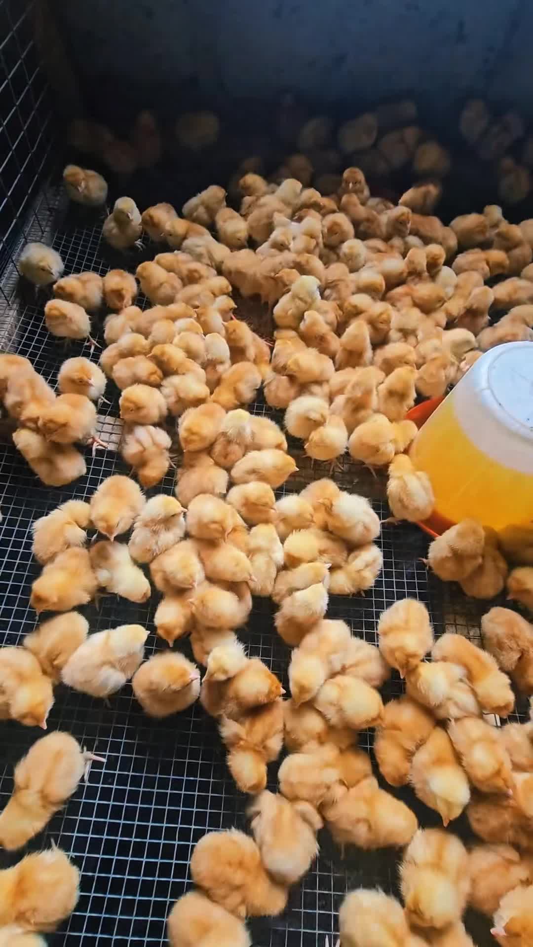 @thetri farms