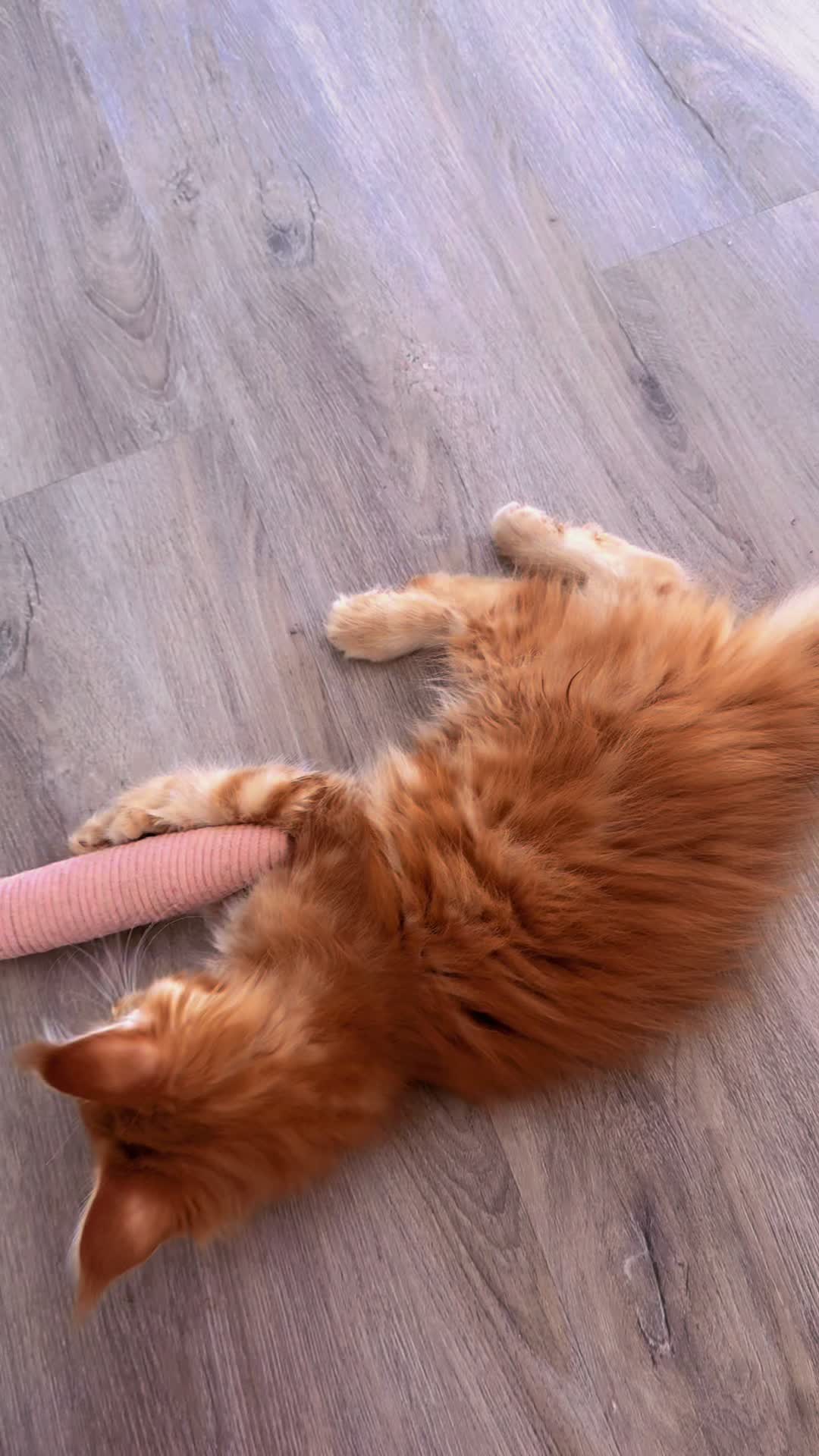 @Golden Maine Coon