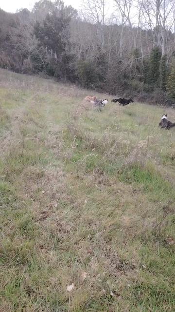 @💗💗aux pays des animaux 💓💓