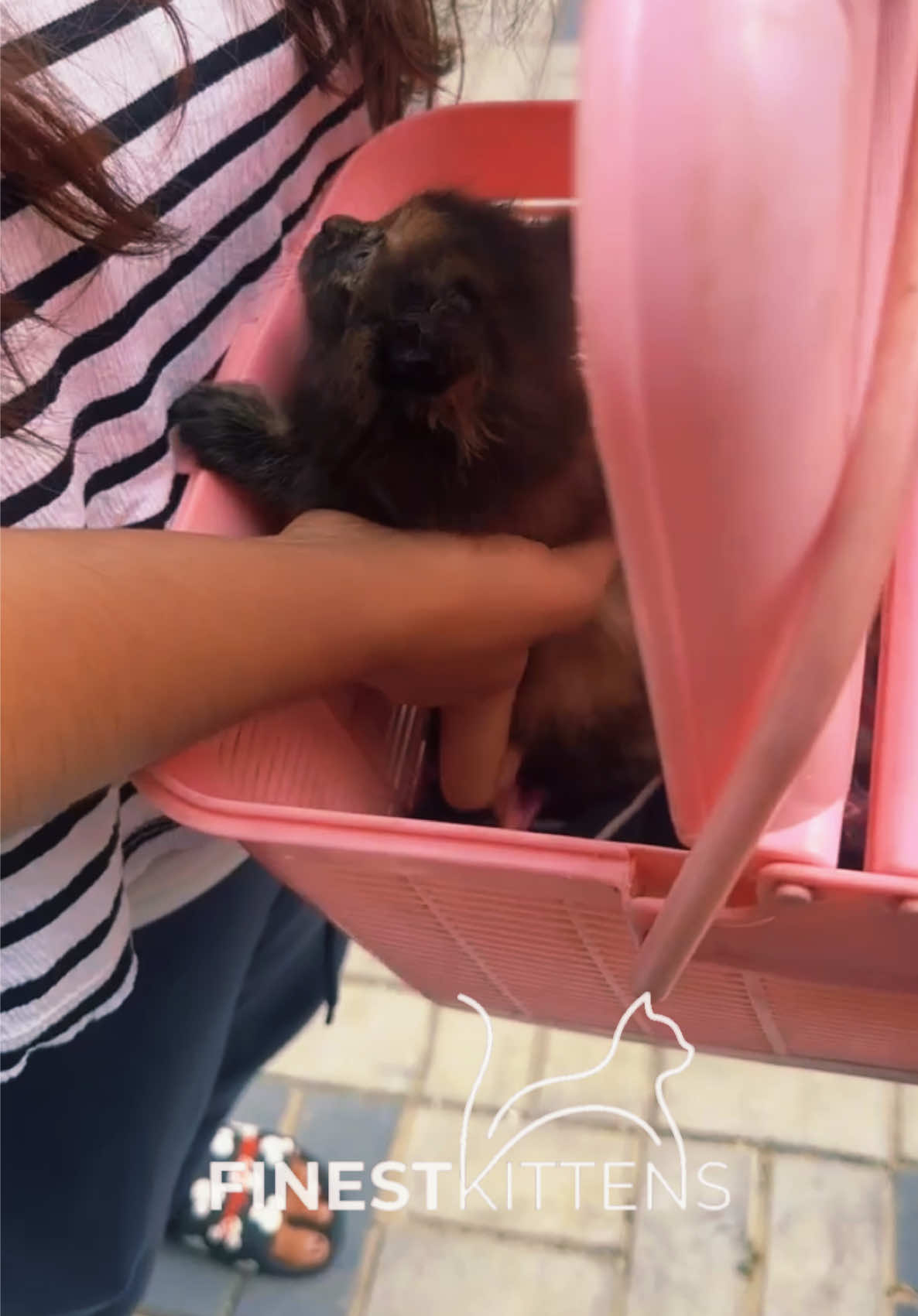 @FinestKittens