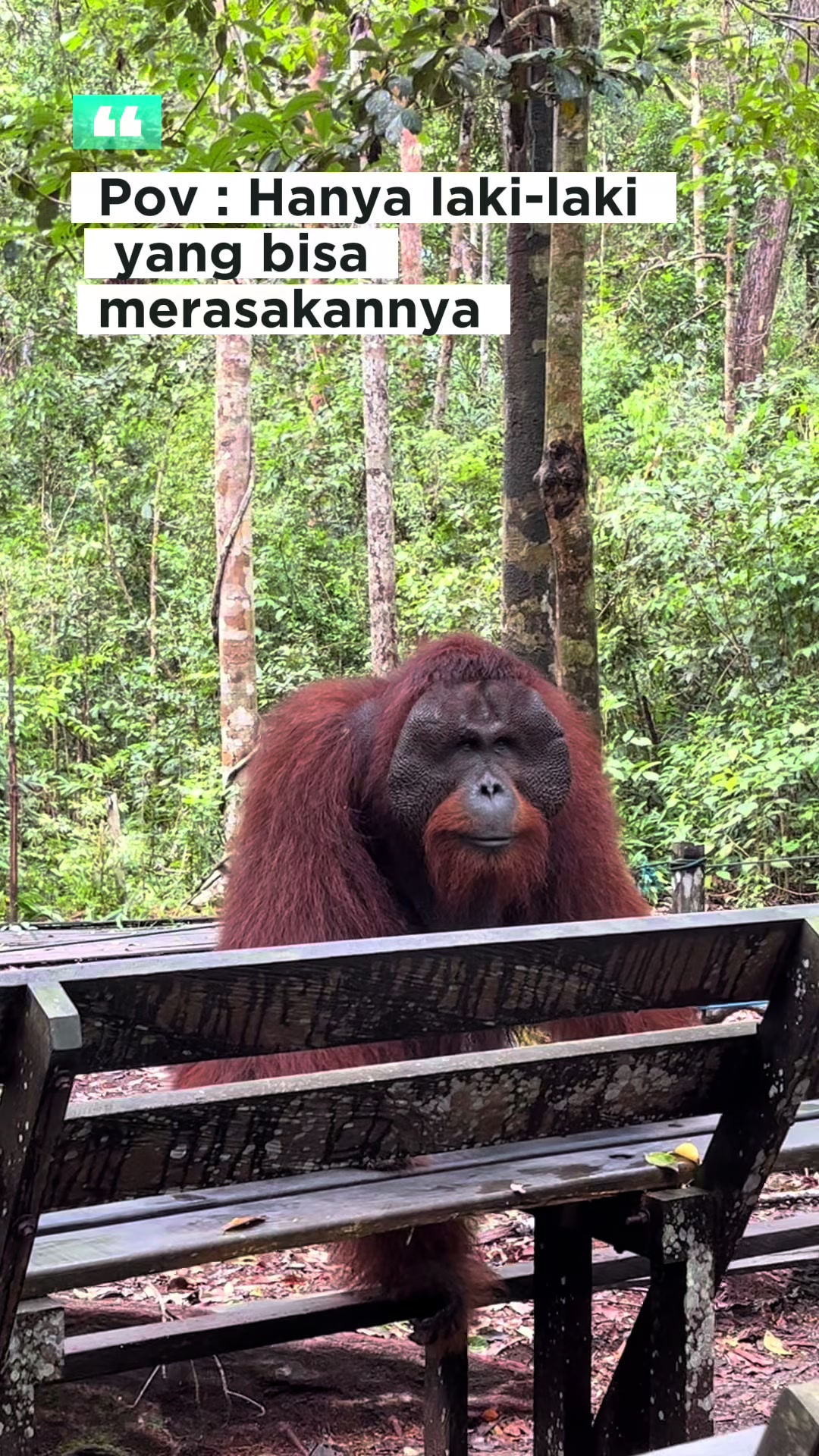@BORNEORANGUTANSTOUR.