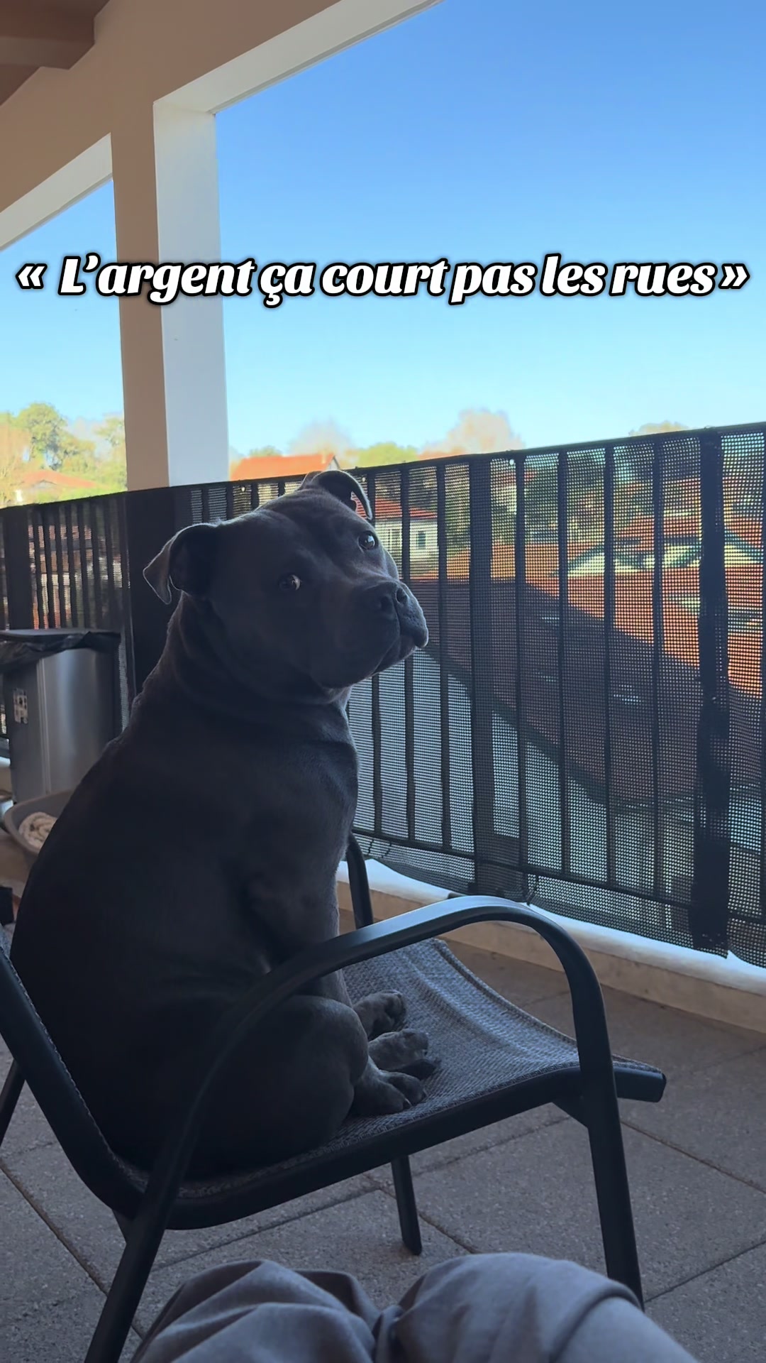 @Shadowlestaffy🐾