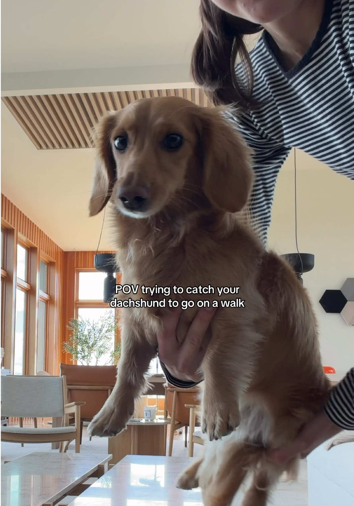 @cashewdachshund