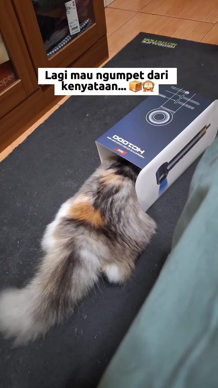 @Pocky & Oreo 😾🦝