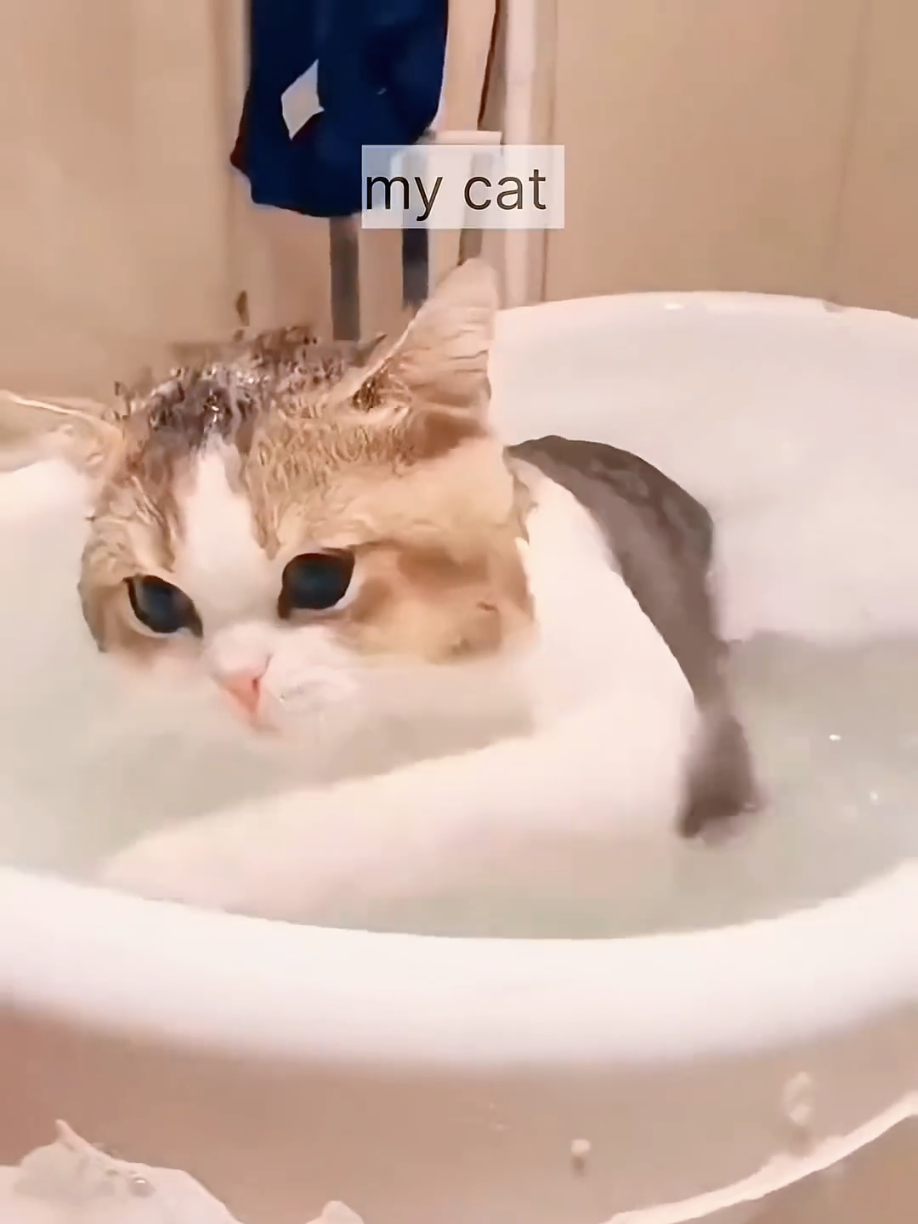 @Cute Cats Zone