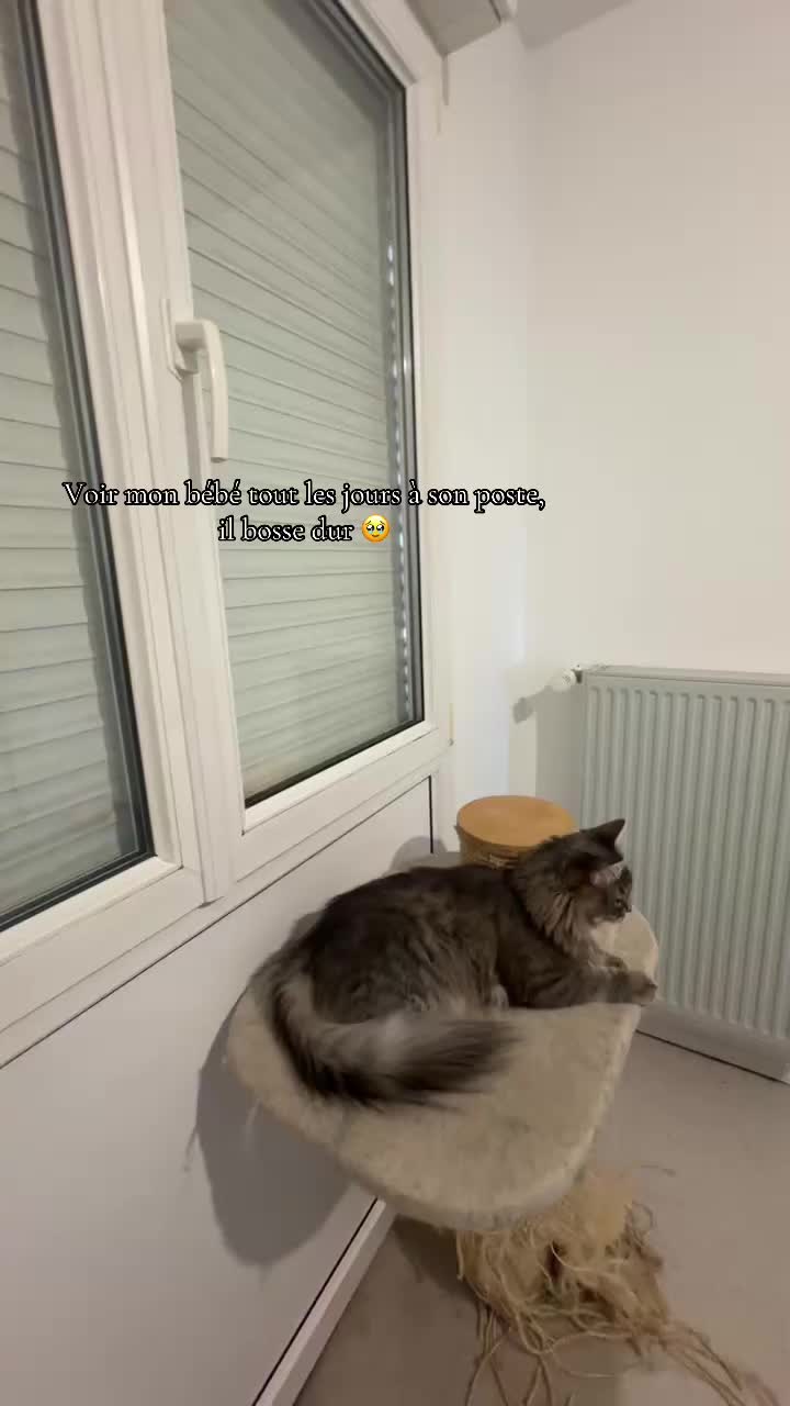 @Had&egrave;s & Zeus 🐱⚡️
