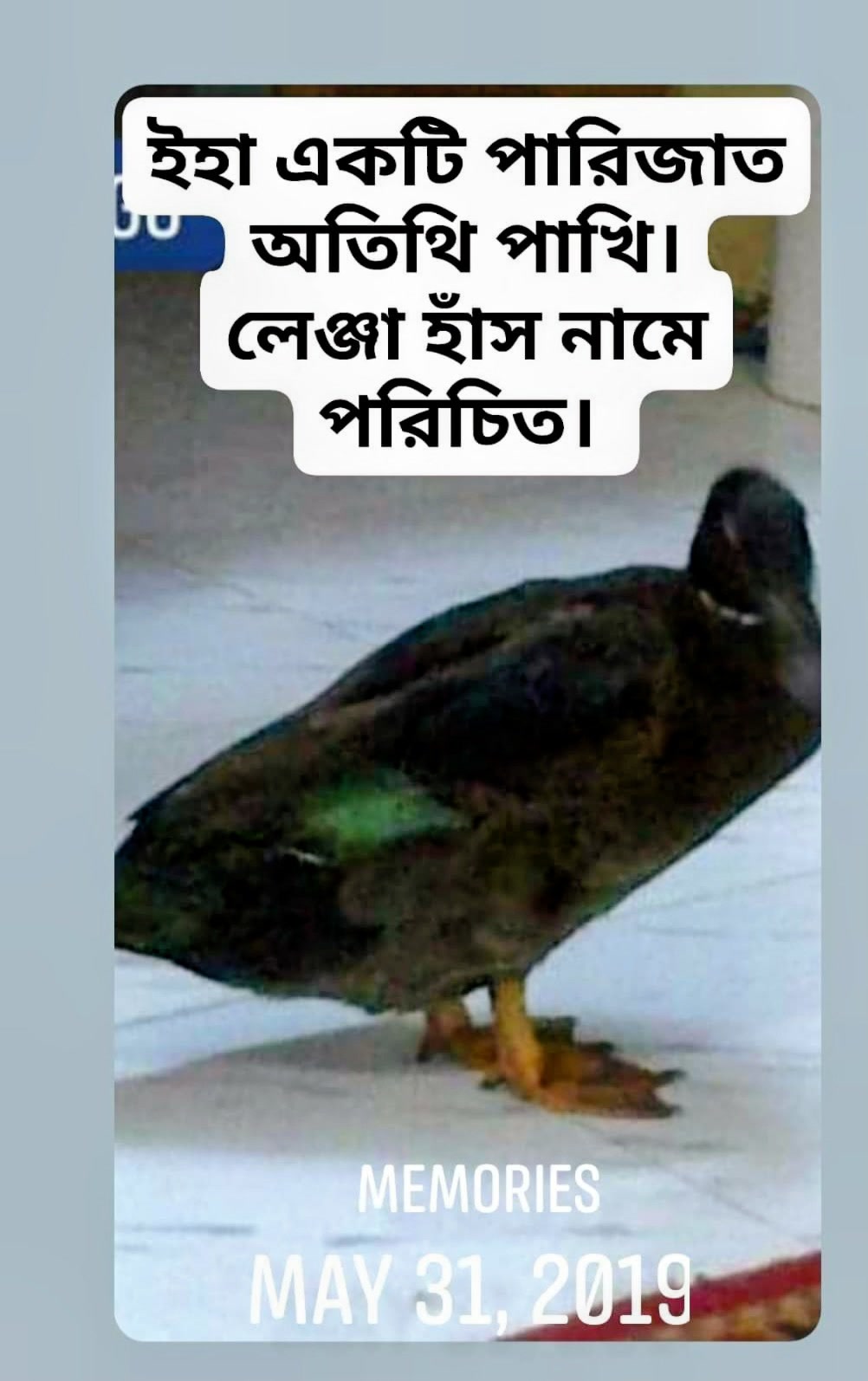 @Kamrul Ahsan