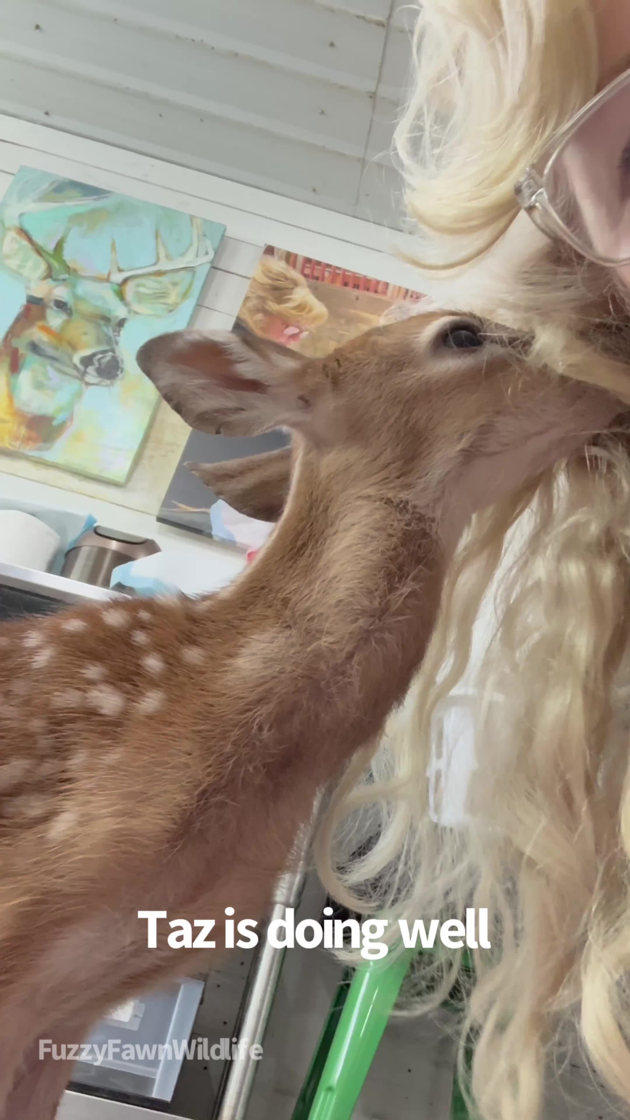 @Fuzzy Fawn Wildlife