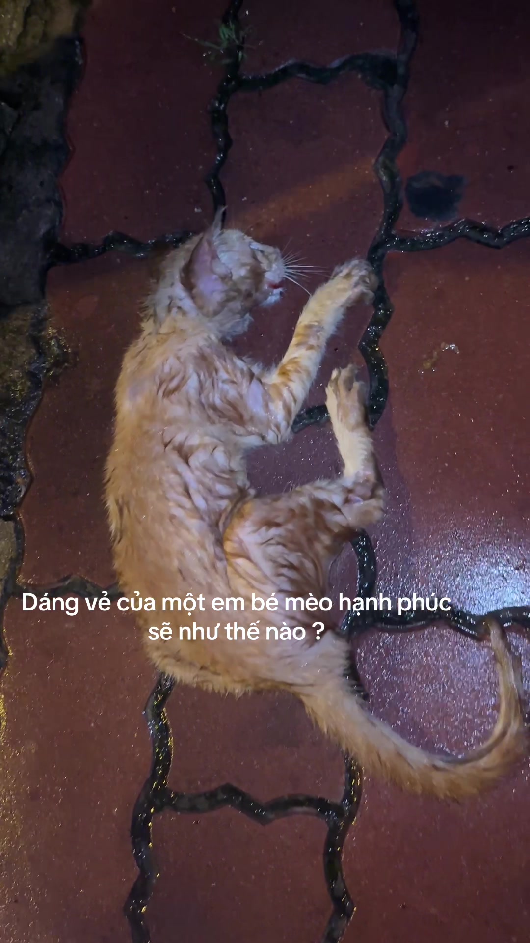 @Ng&ocirc;i Sao B&eacute; Nhỏ Lấp L&aacute;nh ✨
