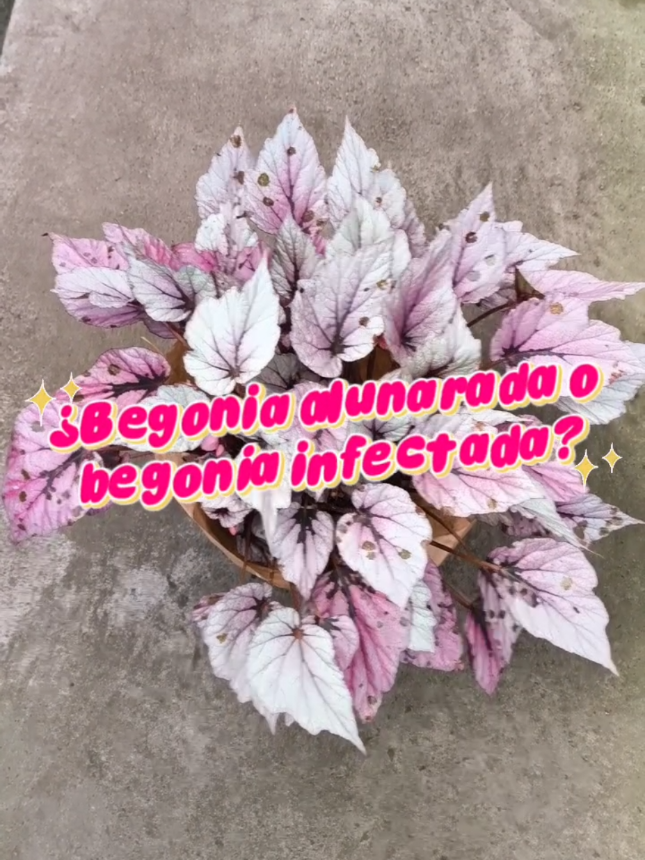 @𝑴𝒊 𝒑𝒂𝒕𝒊𝒐𝒉𝒖𝒆𝒓𝒕𝒐