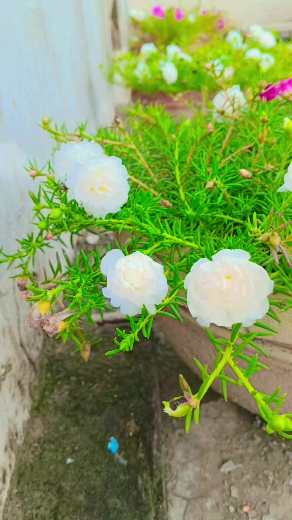@zaheer