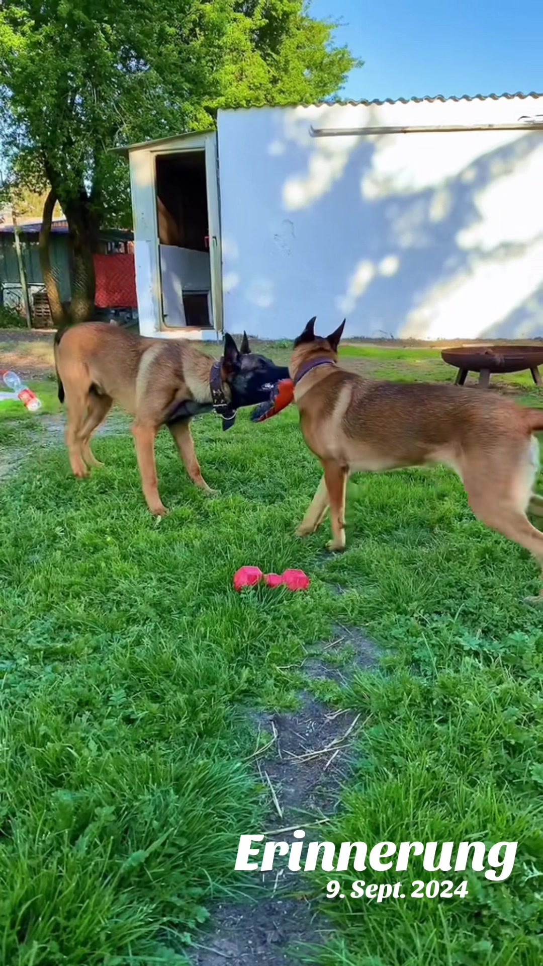 @malinois_und_ich