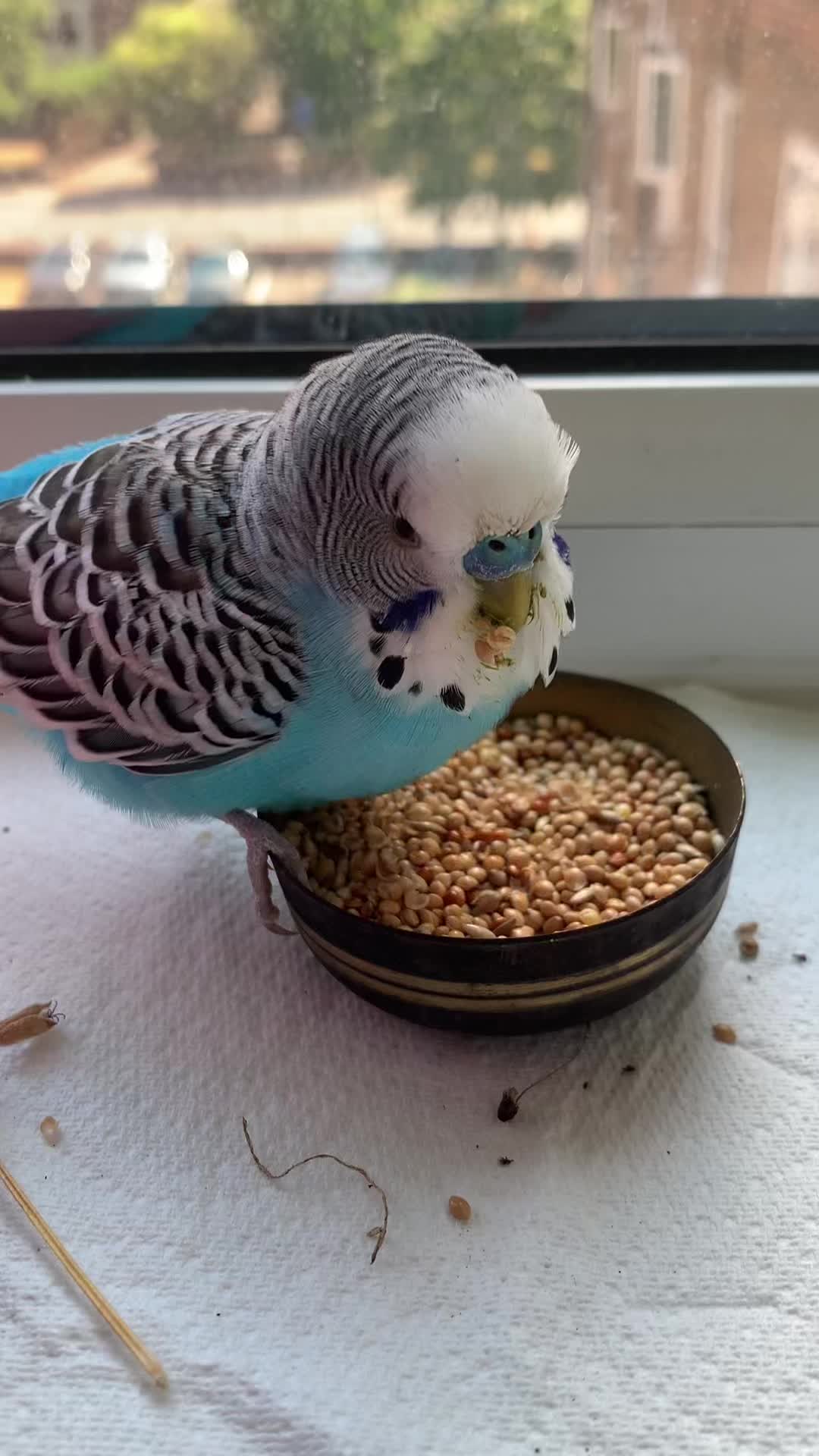 @Blu_the_budgie 🇹🇹