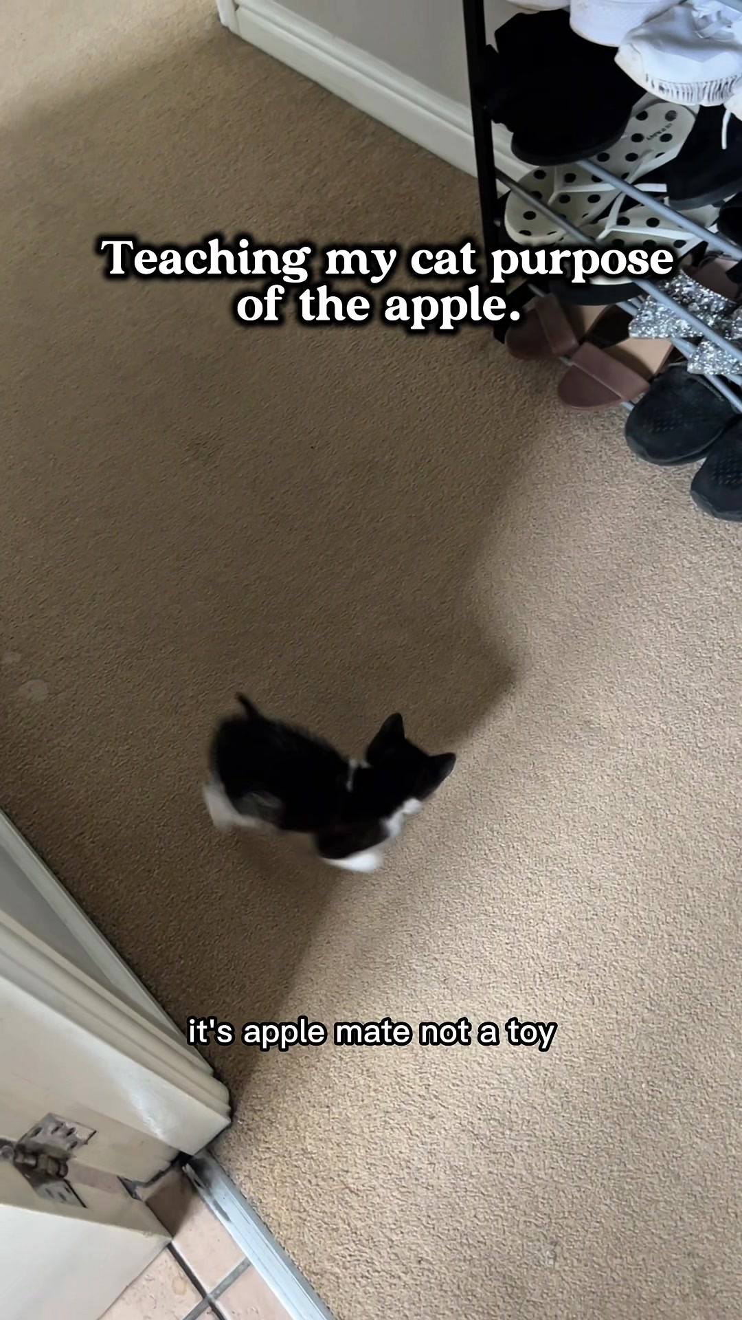 @slavic_cat_mum