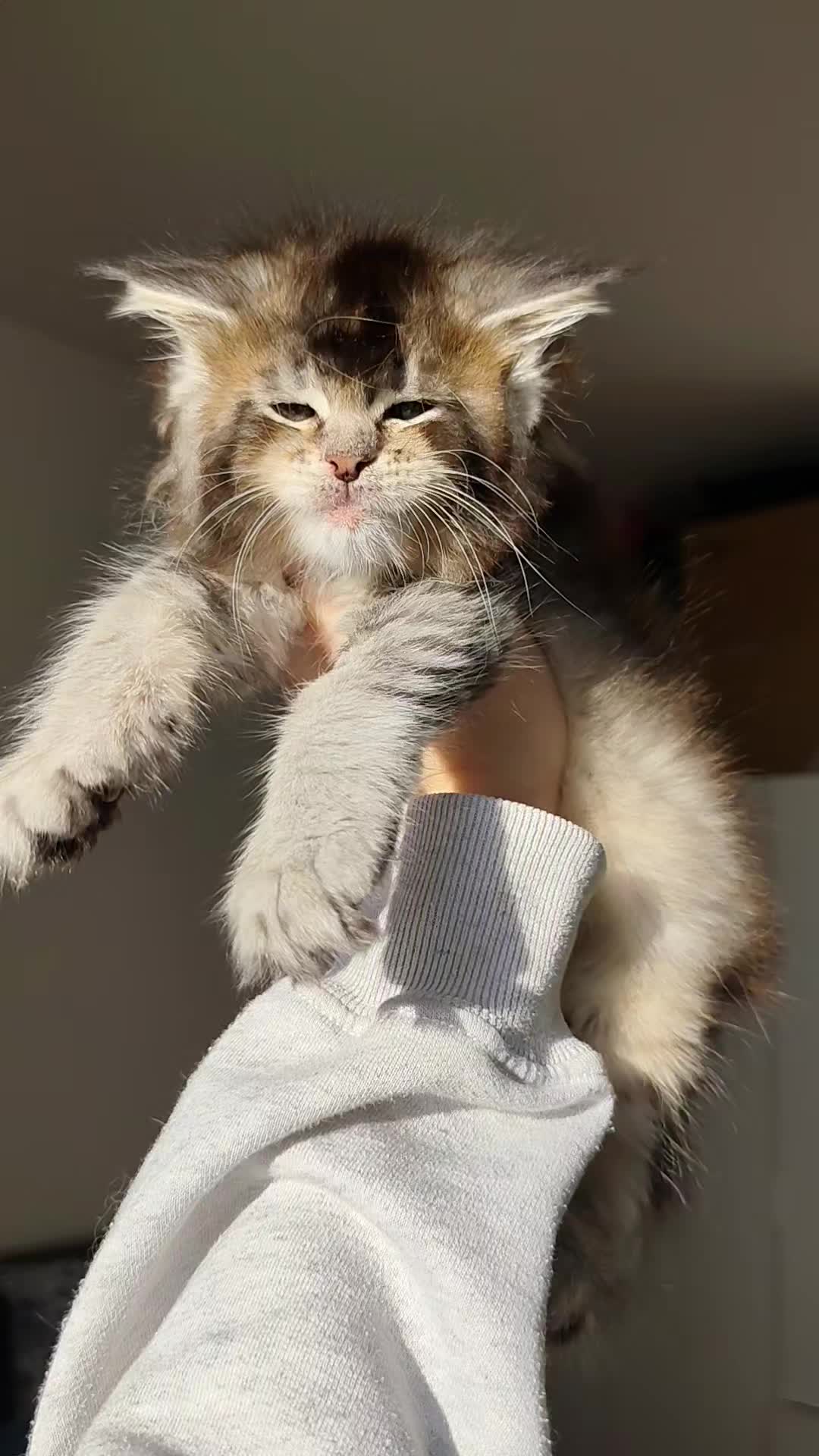 @Cattery Of Wild Kingdom