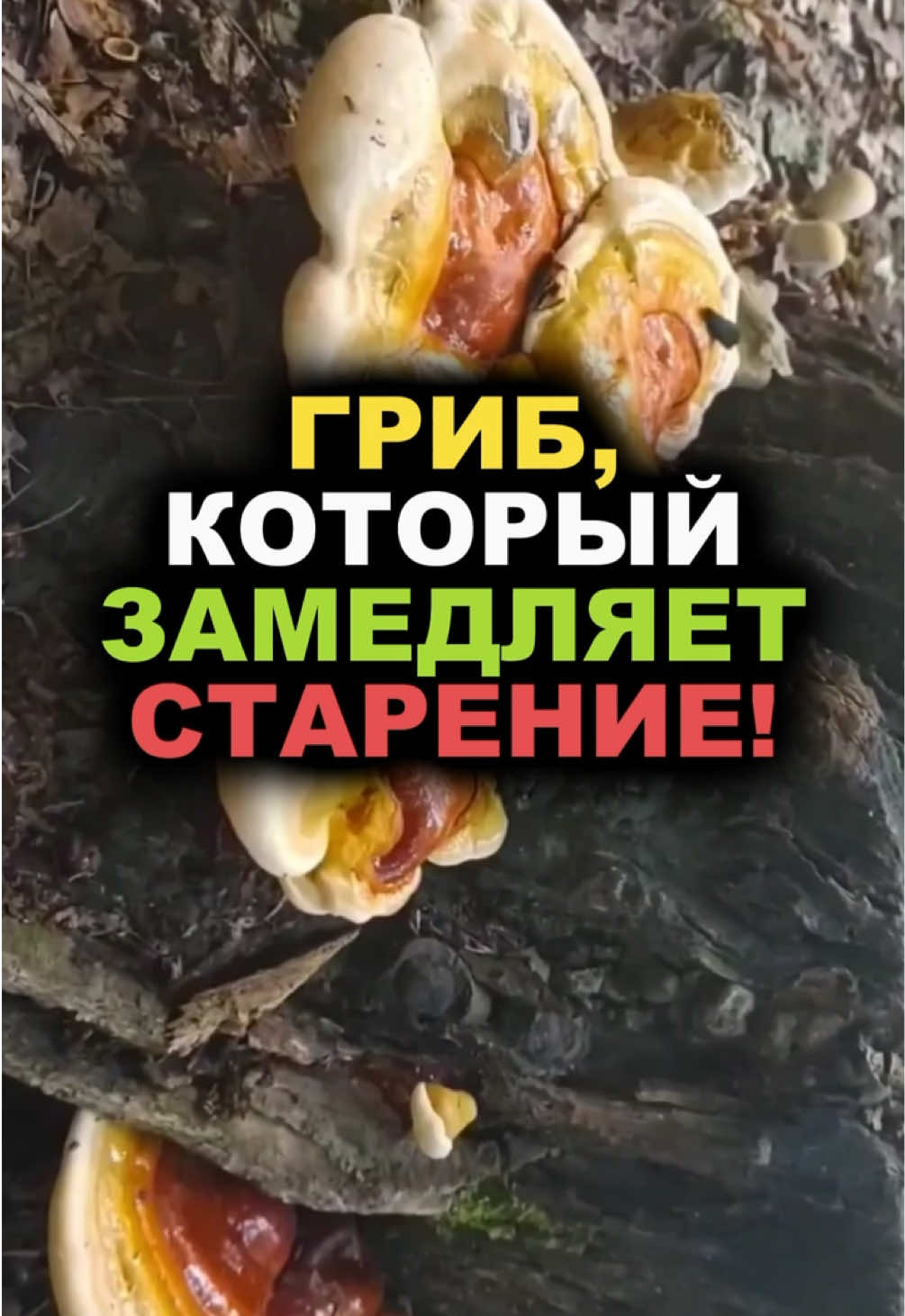 @FoodFackt