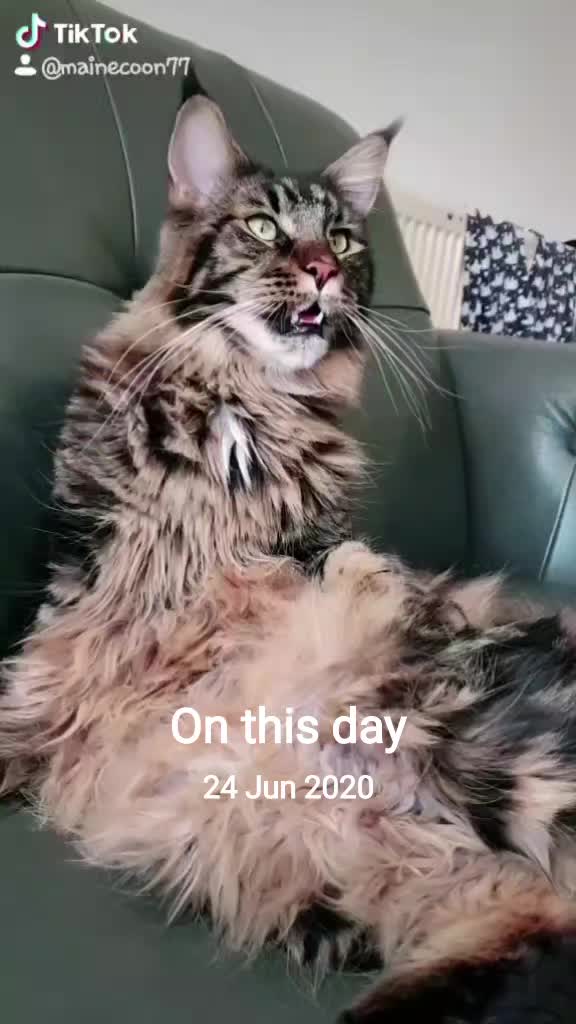 @ZiggyandMarley