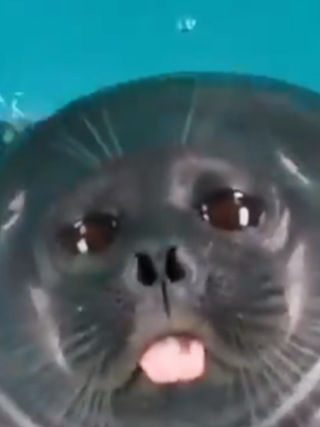 @🩷🎀 seal 🦭🩷