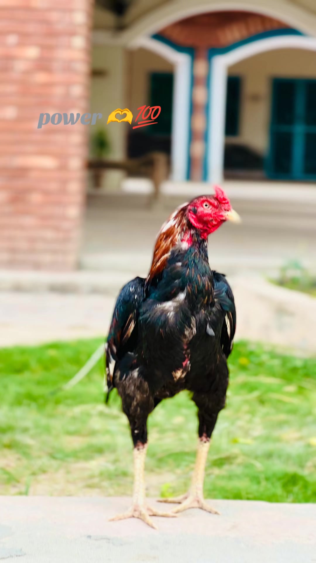 @Aseel 🐓