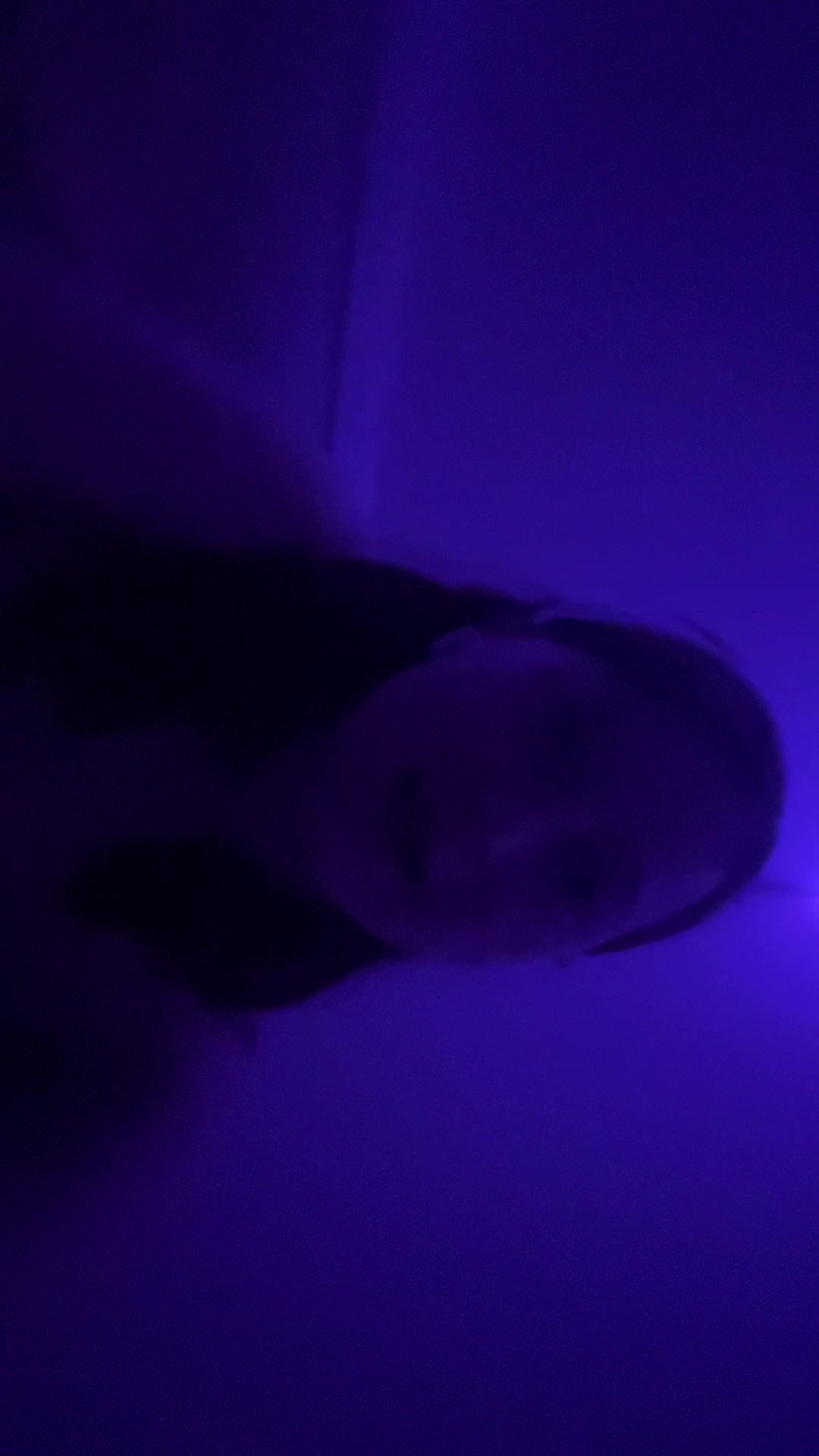 @adorbsmaceyx