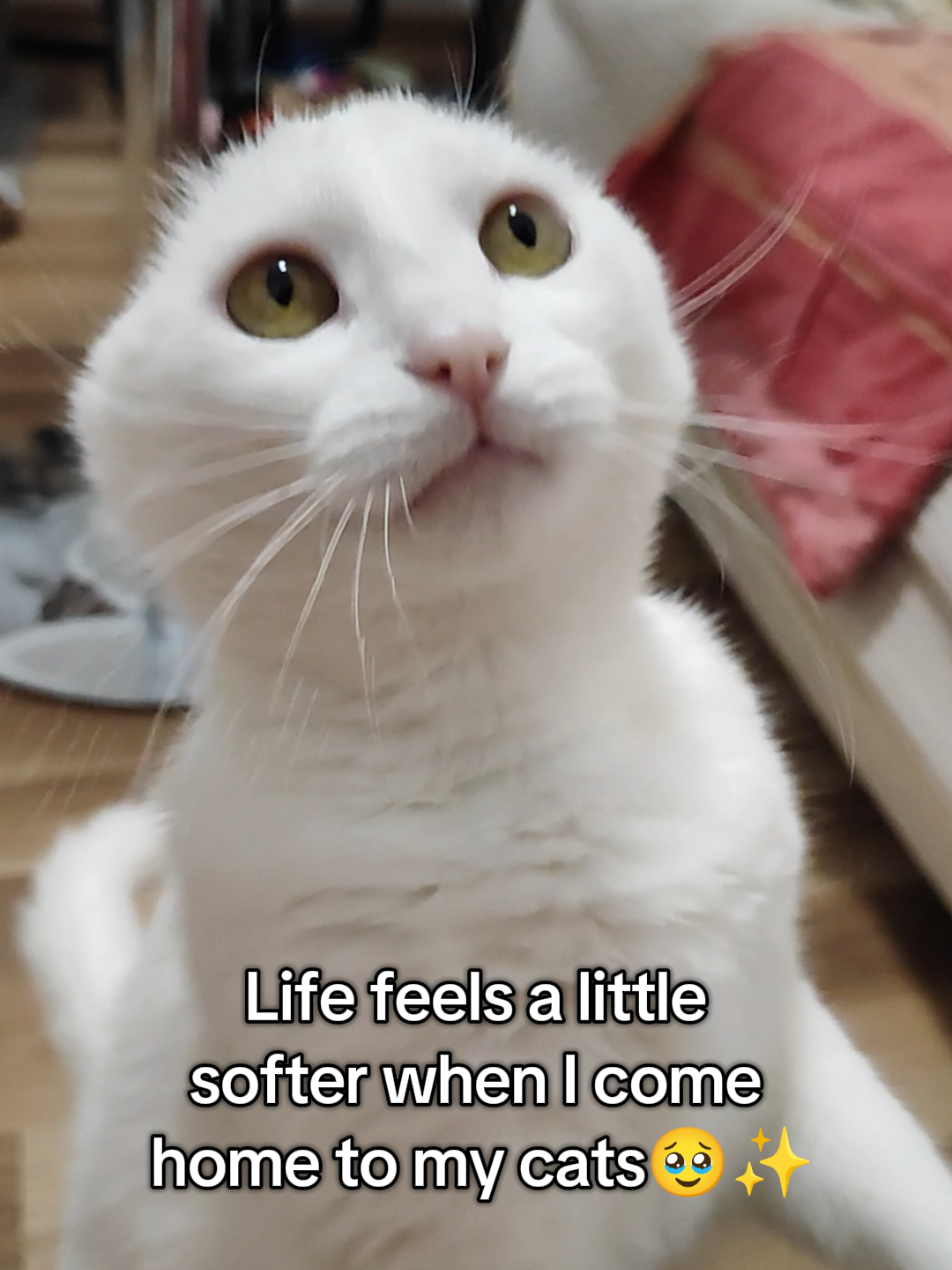 @Fluffy - the persian cat