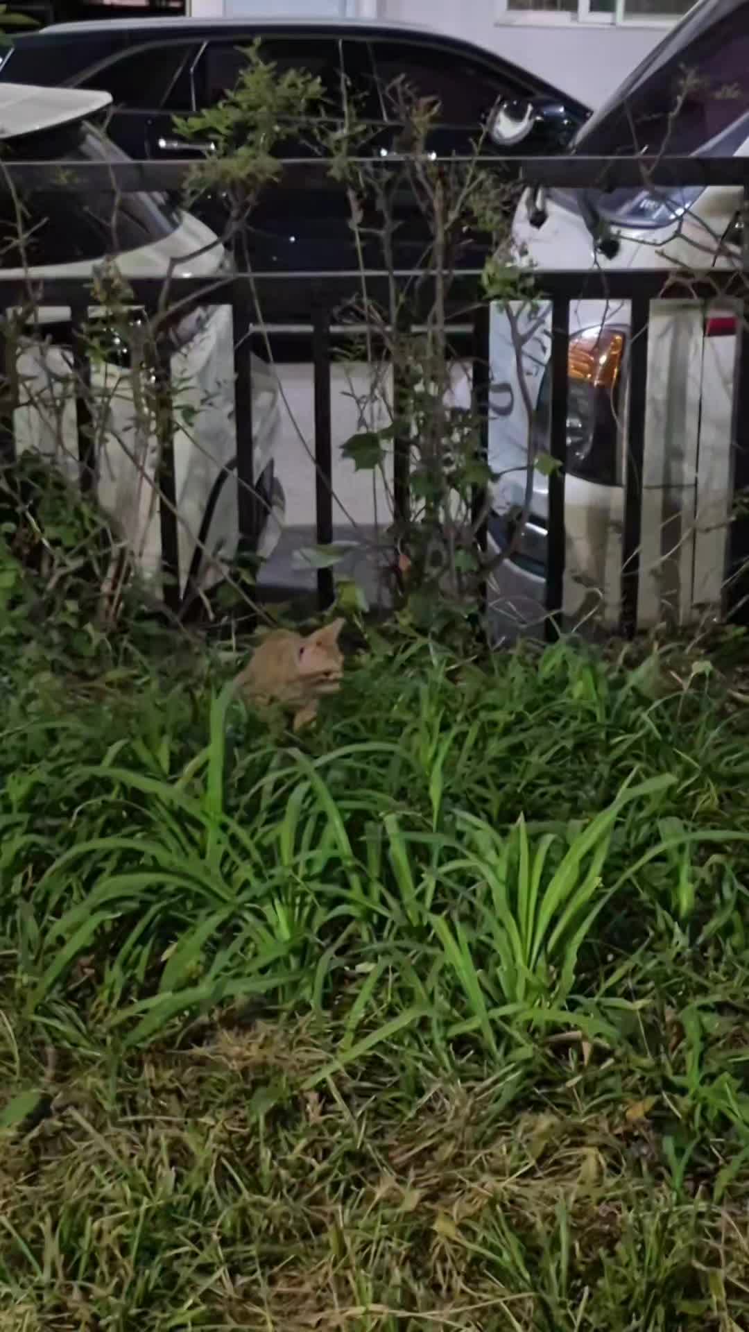 @고양이 형아