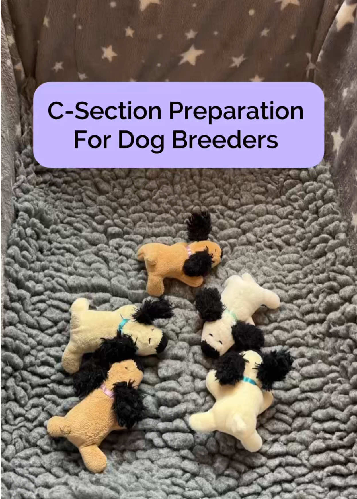 @Tracey | Breeder Mentor
