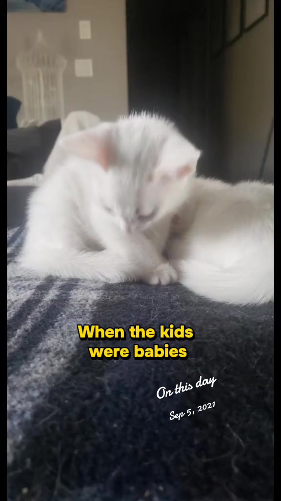 @Zoo Land Pets Cat Family🇨🇦