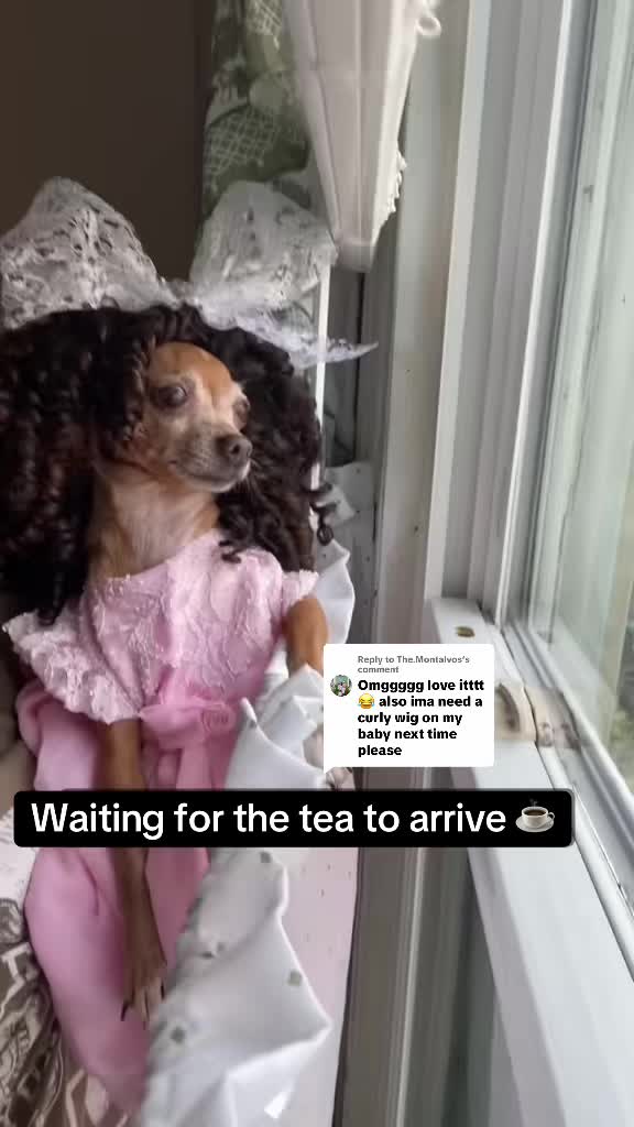 @_roxy_the_chihuahua