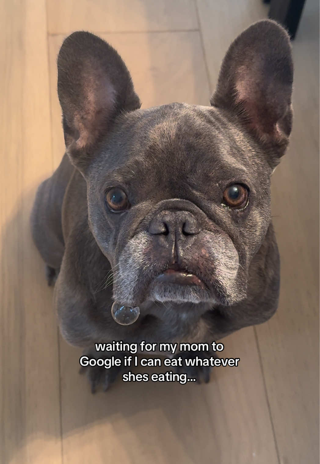 @Winston & Charlie 🐾