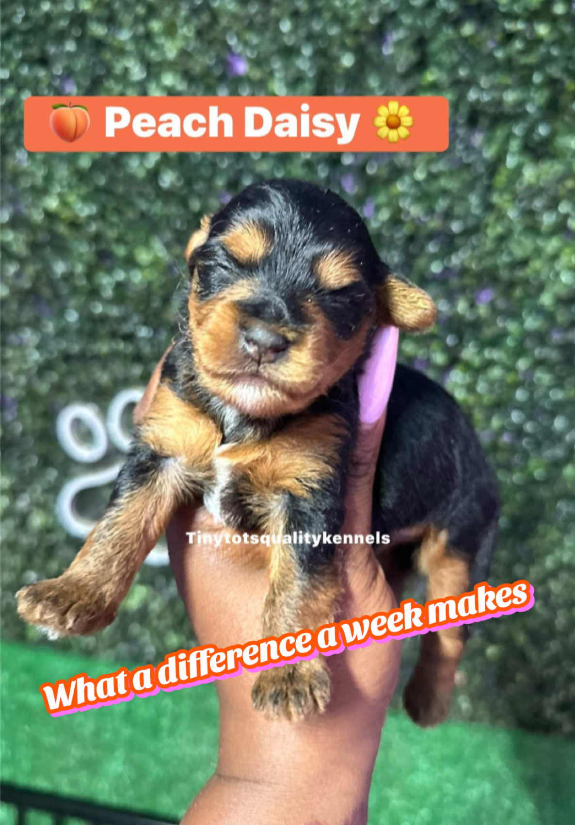 @Dog Lady