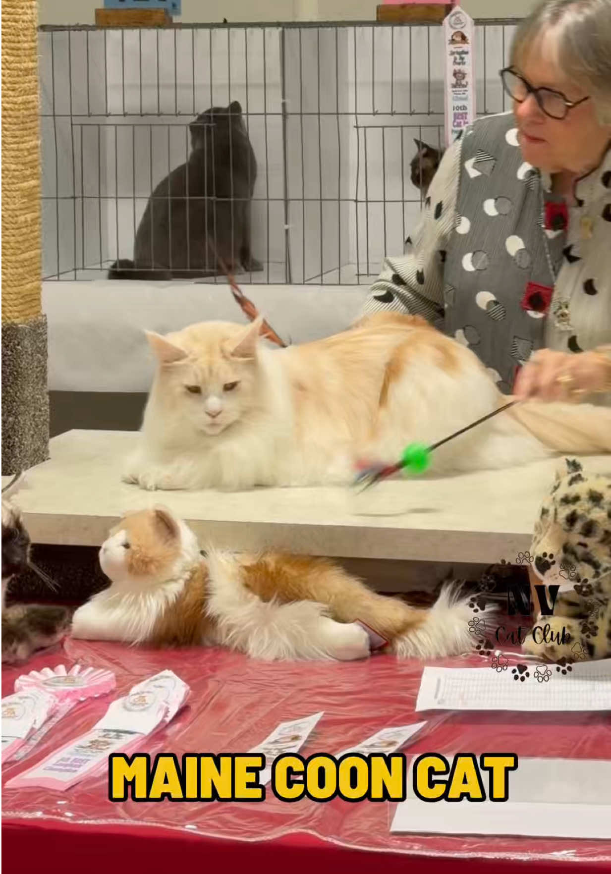 @NewVisionCatClub