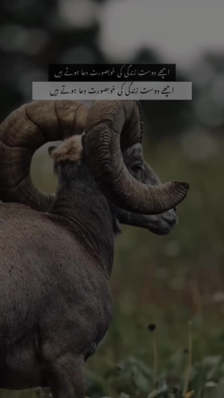 @𓆩𝕨𝕠𝕝𝕗_𝕒55𓆪