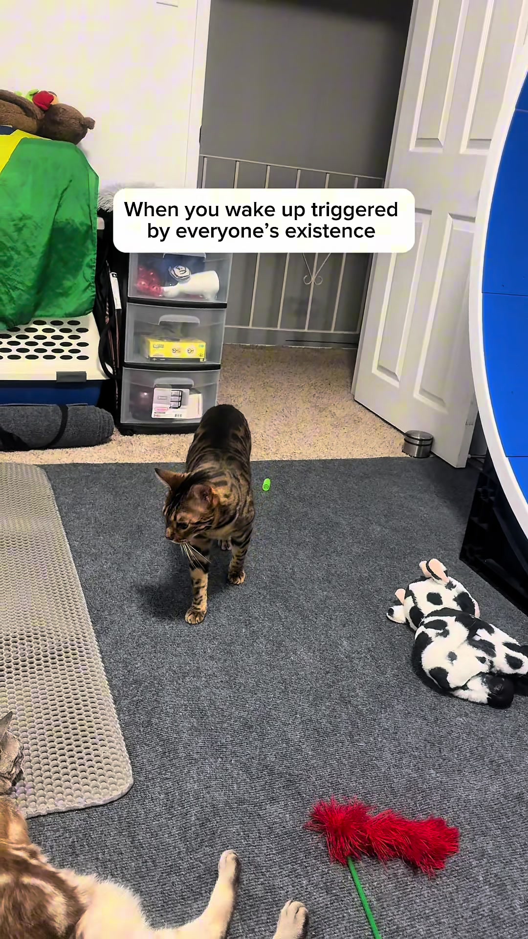 @Three Nawty Cats