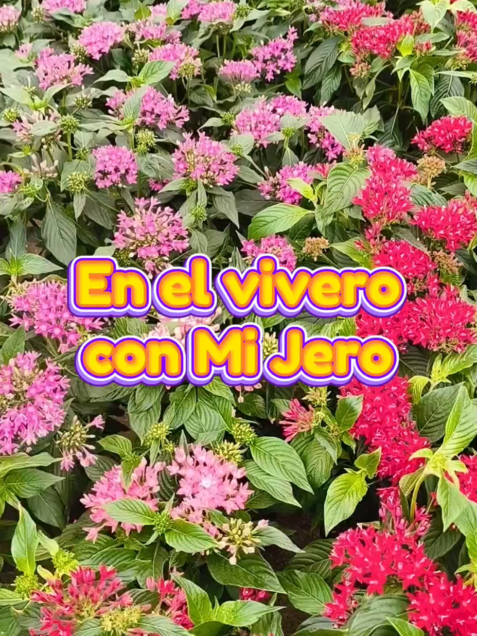 @𝑴𝒊 P𝒂𝒕𝒊𝒐𝒉𝒖𝒆𝒓𝒕𝒐