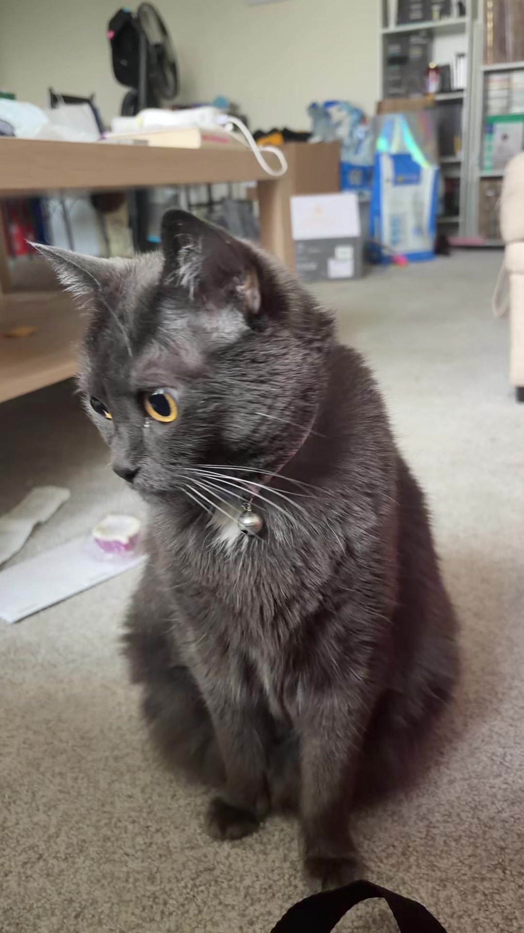 @zeldathecutecat