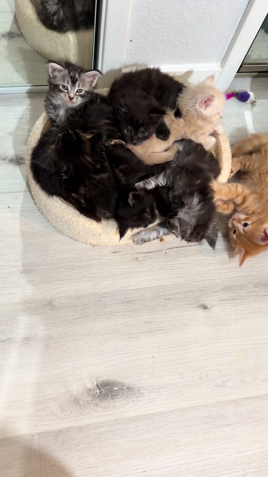 @Maine coon kittens