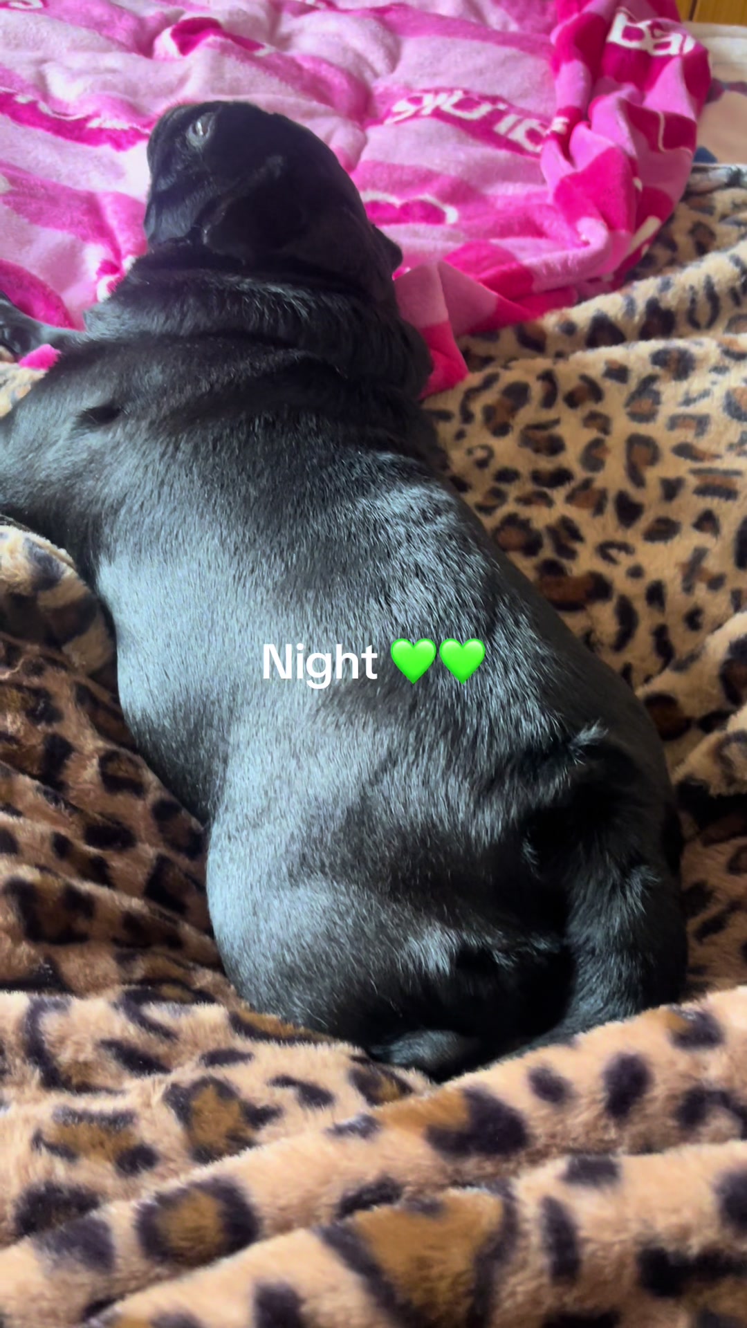 @lulutheboringpug
