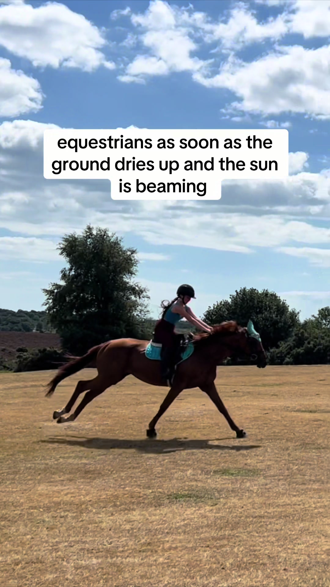 @ell 🌾🐴