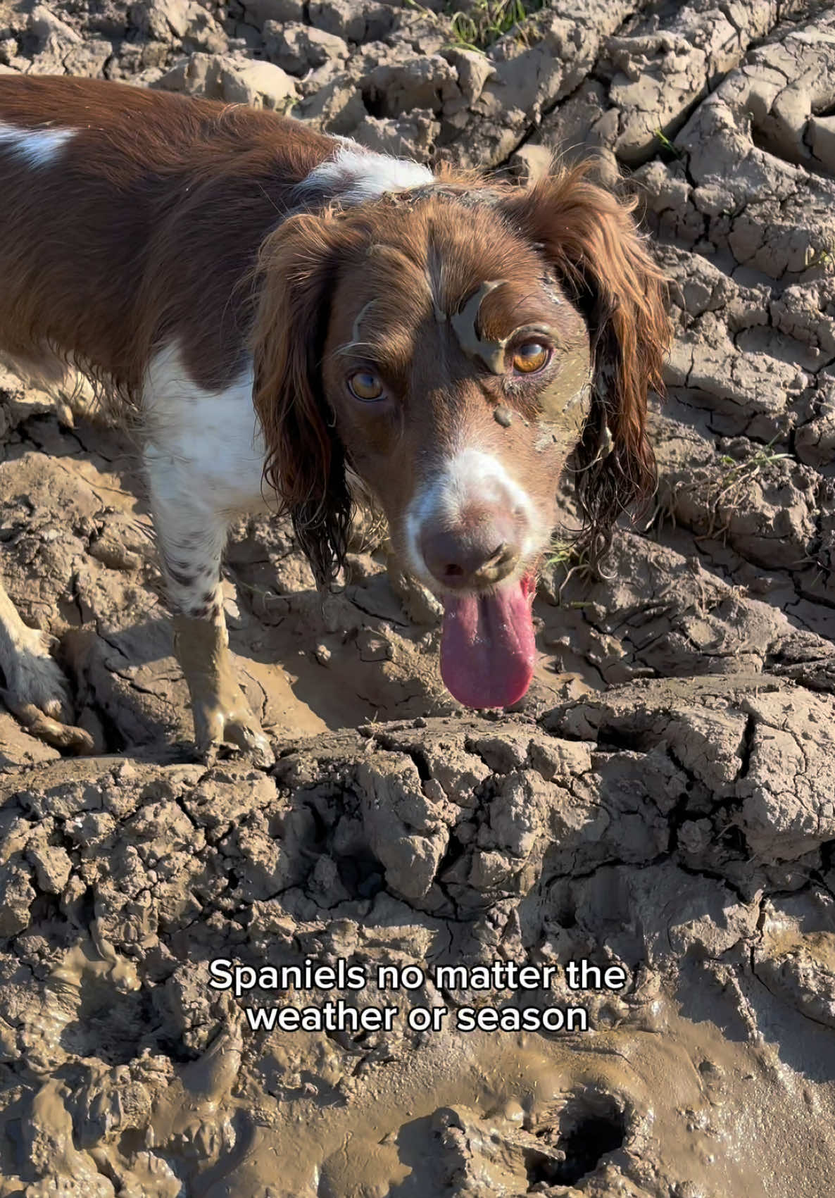@Jinky Springer Spaniel 🐾 💚