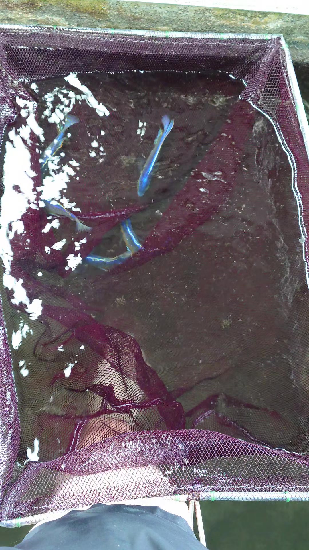 @Long life pet fish co. Ltd