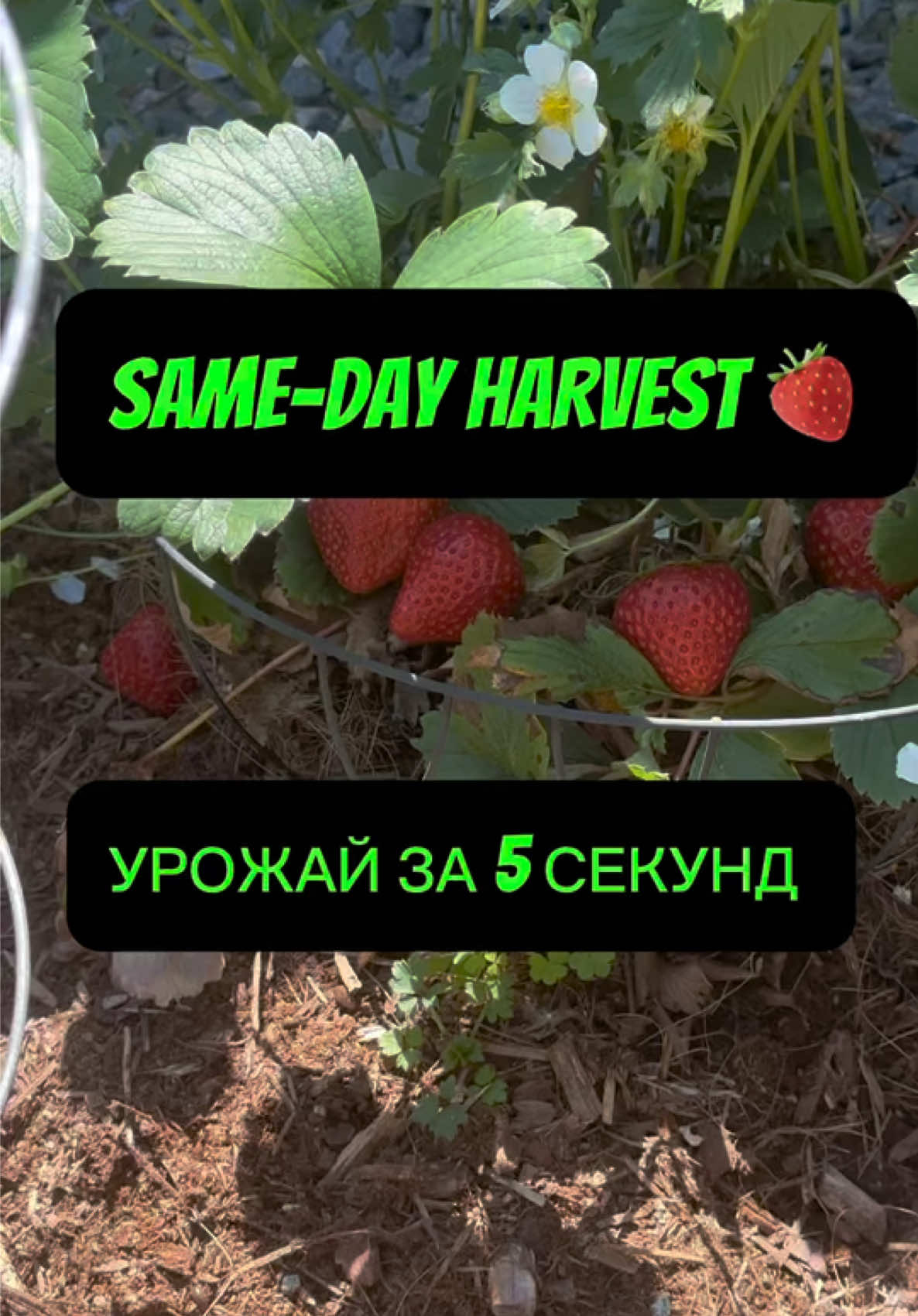 @Igor Stetsyuk